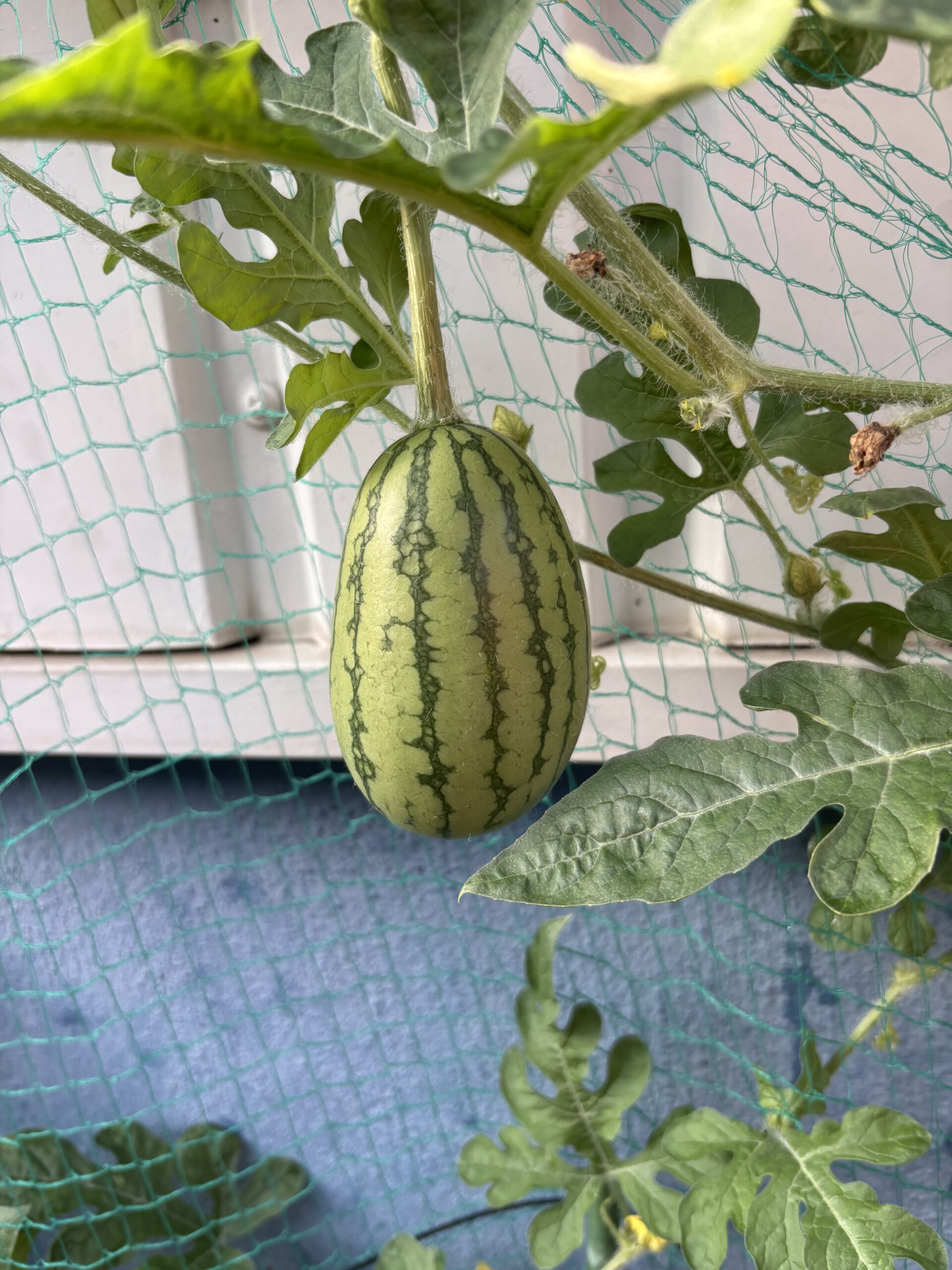 スイカの季節！ | 株式会社ゼテック ZTECH Co., Ltd.